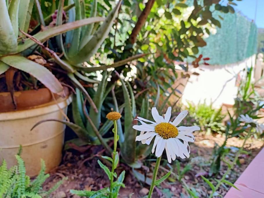Villa Falconera Apartaments, Gandia A Las Faldas De La Montana Esterno foto