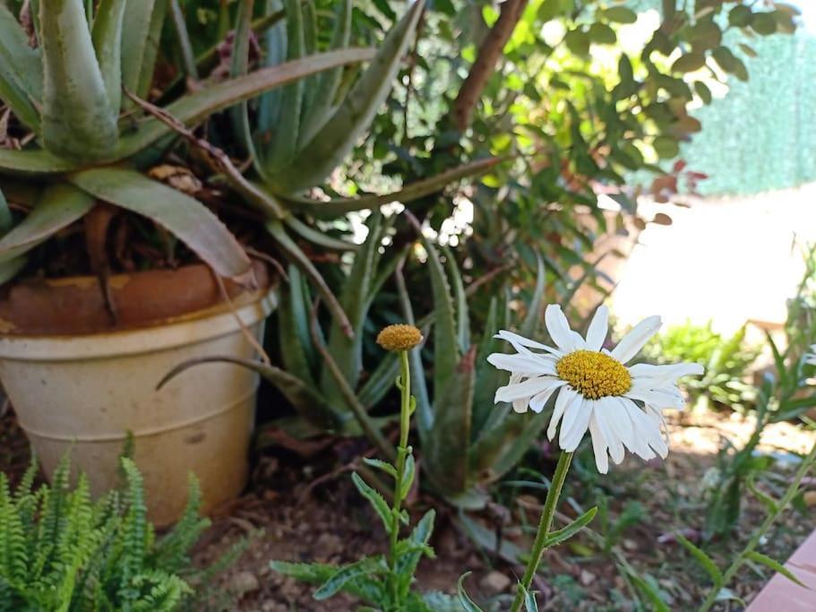 Villa Falconera Apartaments, Gandia A Las Faldas De La Montana Esterno foto