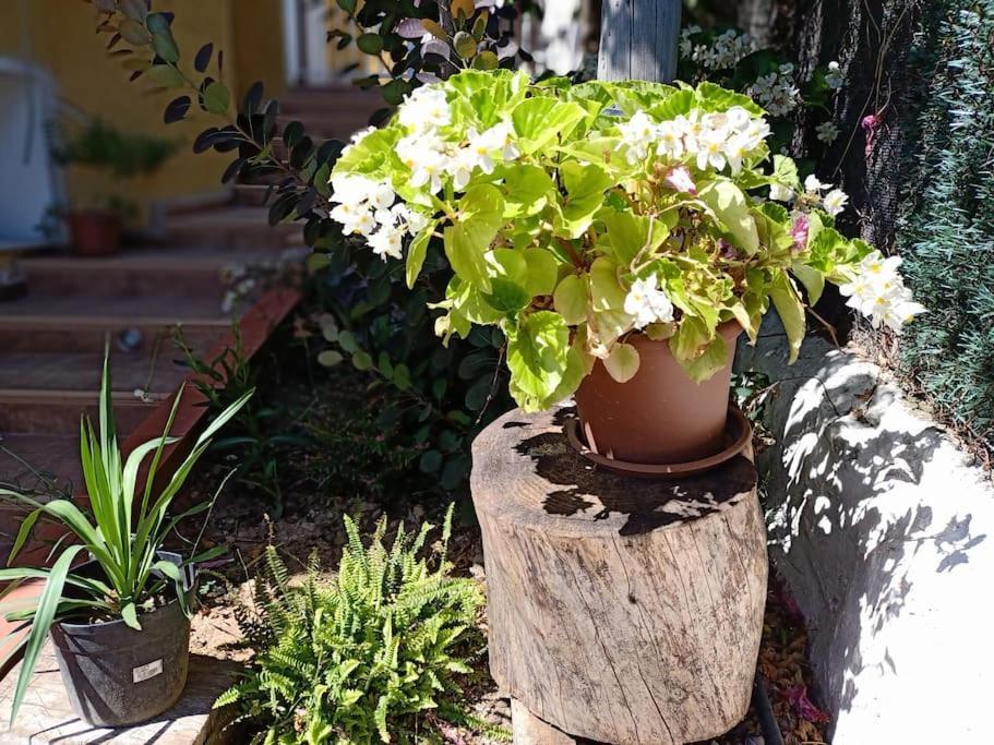 Villa Falconera Apartaments, Gandia A Las Faldas De La Montana Esterno foto