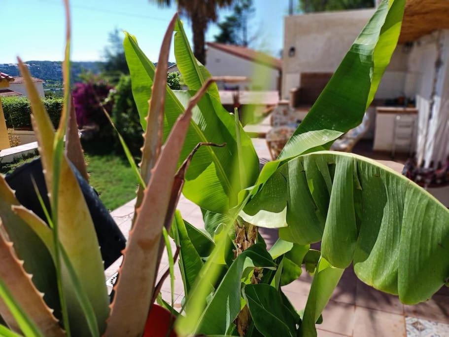 Villa Falconera Apartaments, Gandia A Las Faldas De La Montana Esterno foto