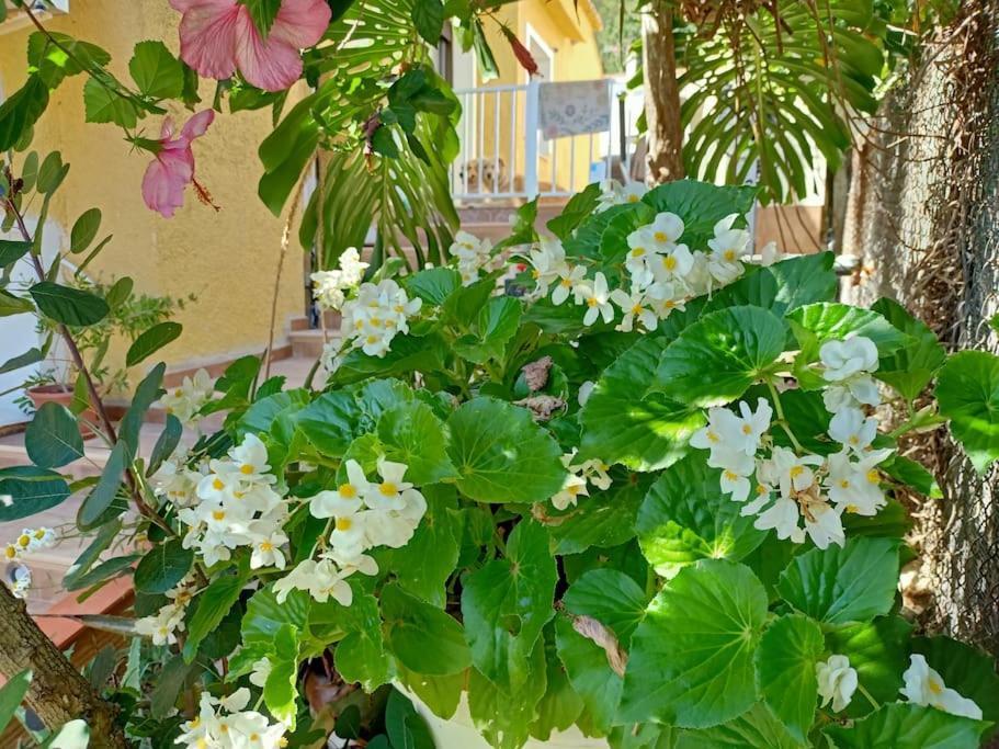 Villa Falconera Apartaments, Gandia A Las Faldas De La Montana Esterno foto